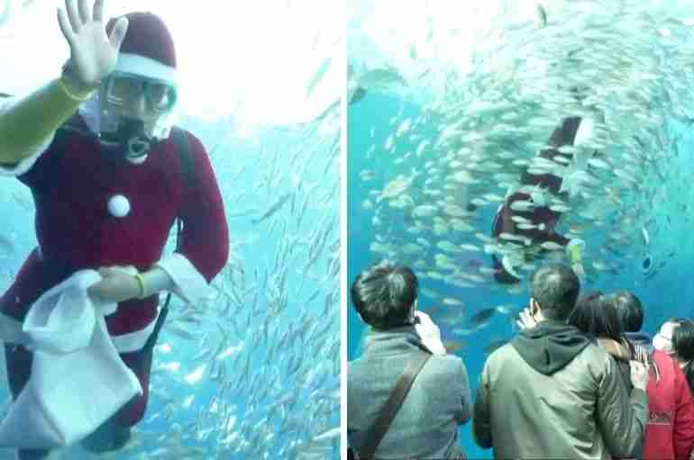 This Japanese Aquarium Worker Dressed Up As Santa To Feed The Fish And It’s Mesmerizing To Watch