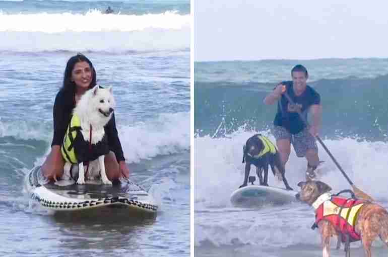 Brazil Held A Surfing Festival For Dogs And All The Dogs Did A Great Job