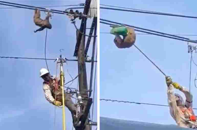 A Sloth Got Stuck On An Electrical Wire In Colombia So This Utility Worker Rescued It With A Broom