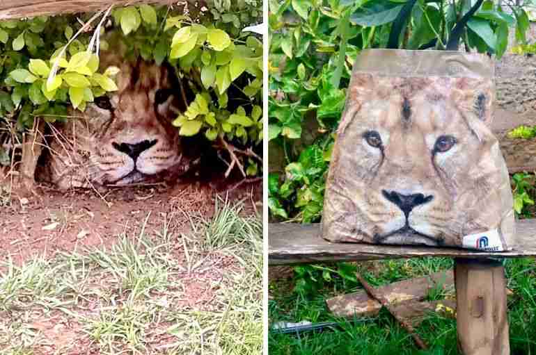 Kenyan Rangers Were Called To A Wild Lion Hiding In The Bushes But It Turned Out To Be A Shopping Bag