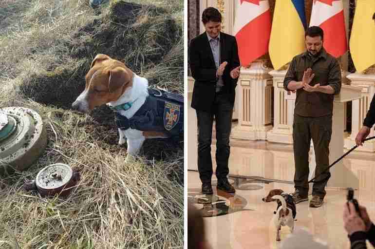 This Hero Ukrainian Dog Has Been Awarded A Medal For Sniffing Out More Than 236 Russian Bombs