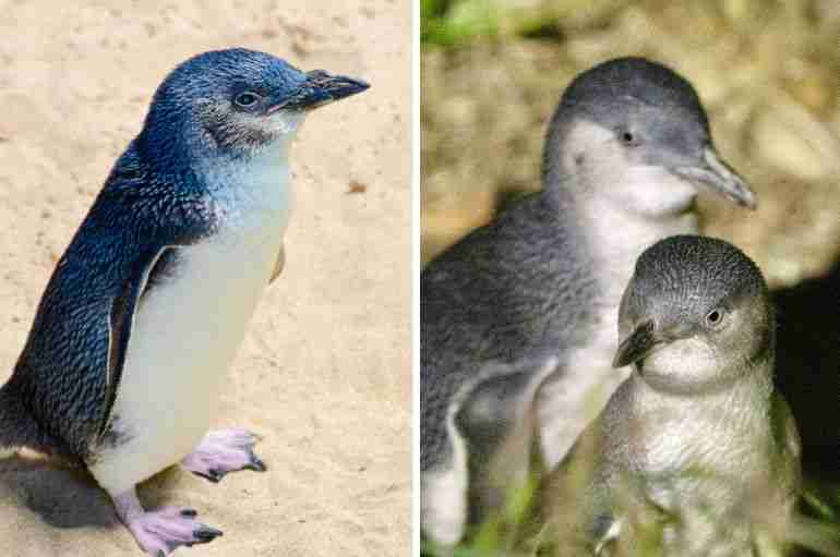 Hundreds Of Little Blue Penguins Are Washing Up Dead On Beaches In New Zealand Due To Malnutrition
