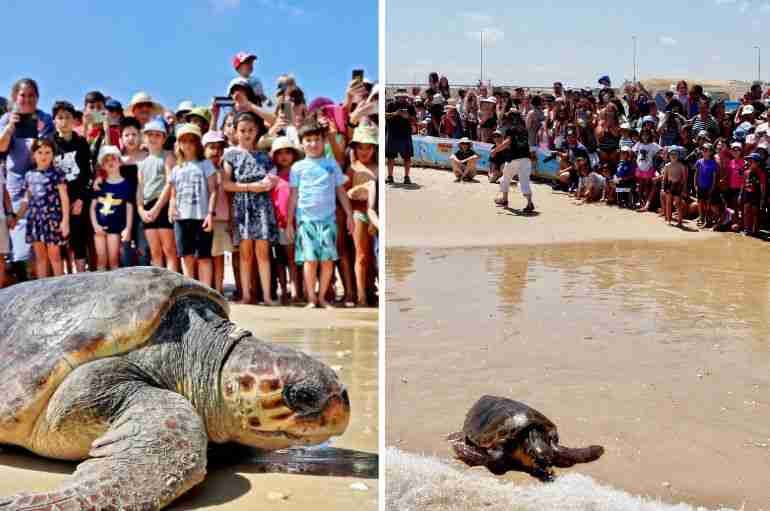 17 Rescued Sea Turtles Have Been Released Back To Sea In Israel After Months Of Rehabilitation