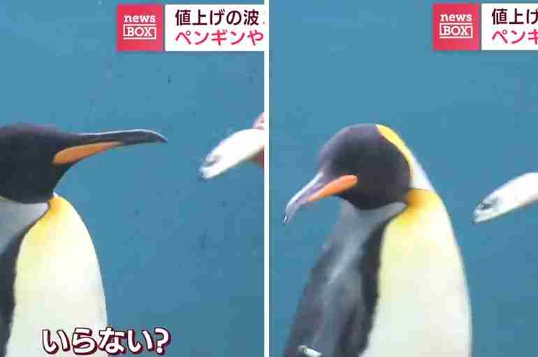 Penguins At This Japanese Aquarium Are Refusing To Eat A Cheaper Type Of Fish And It’s So Funny