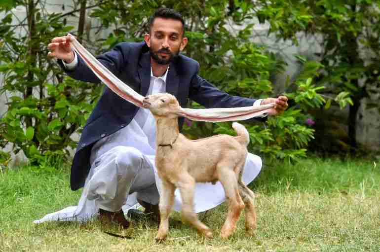 This Baby Goat In Pakistan Has Extremely Long Ears And It’s The Cutest