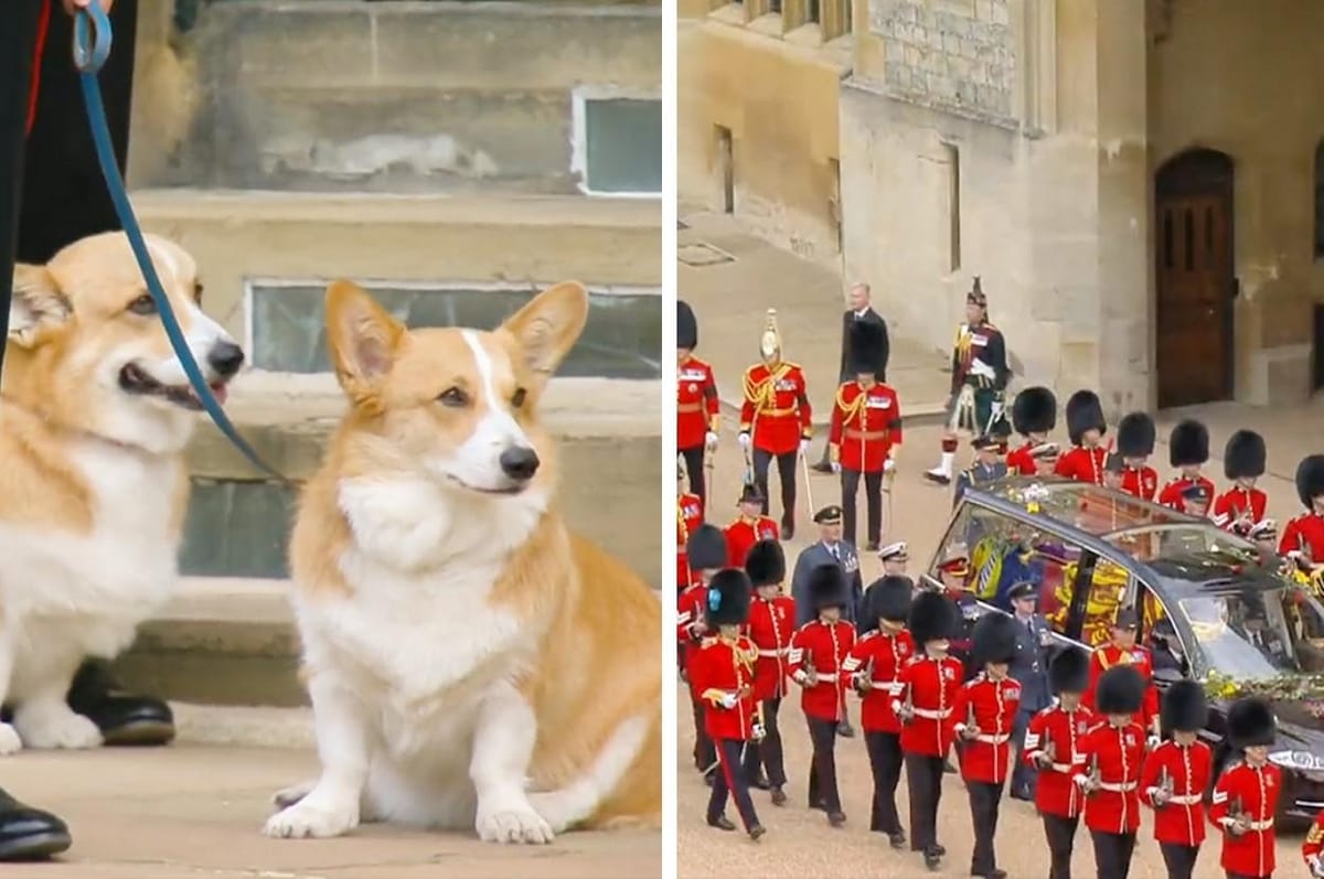 The Queen’s Corgis Sat Outside And Waited For Her Coffin To Arrive And It Made People Emotional