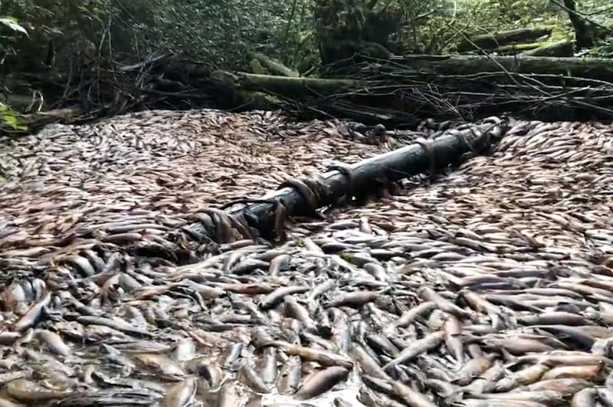 Tens Of Thousands Of Salmon Have Died At Once In A Single Creek In Canada Due To A Record Drought