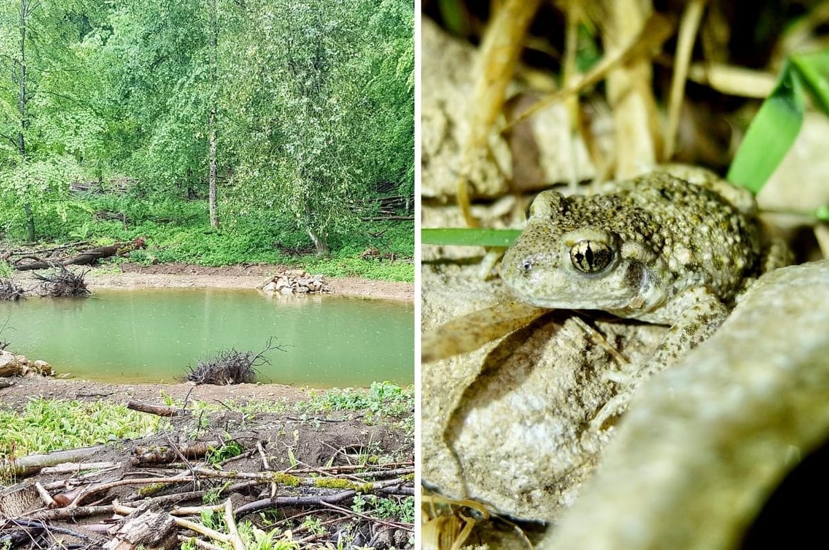 Swiss People Kept Digging Ponds For 20 Years And Now Endangered Frog Populations Have “Exploded”