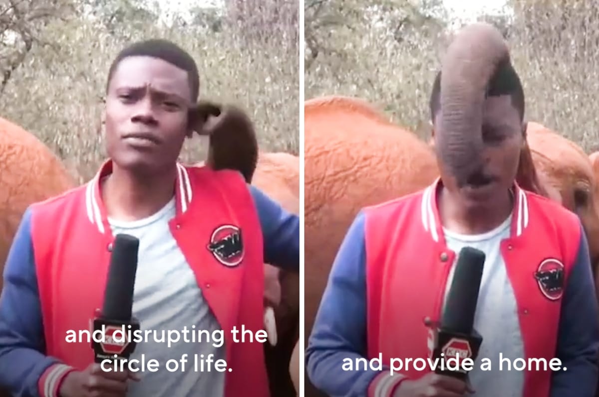 This Kenyan Journalist Was Reporting On A Story When He Was Interrupted By A Baby Elephant￼