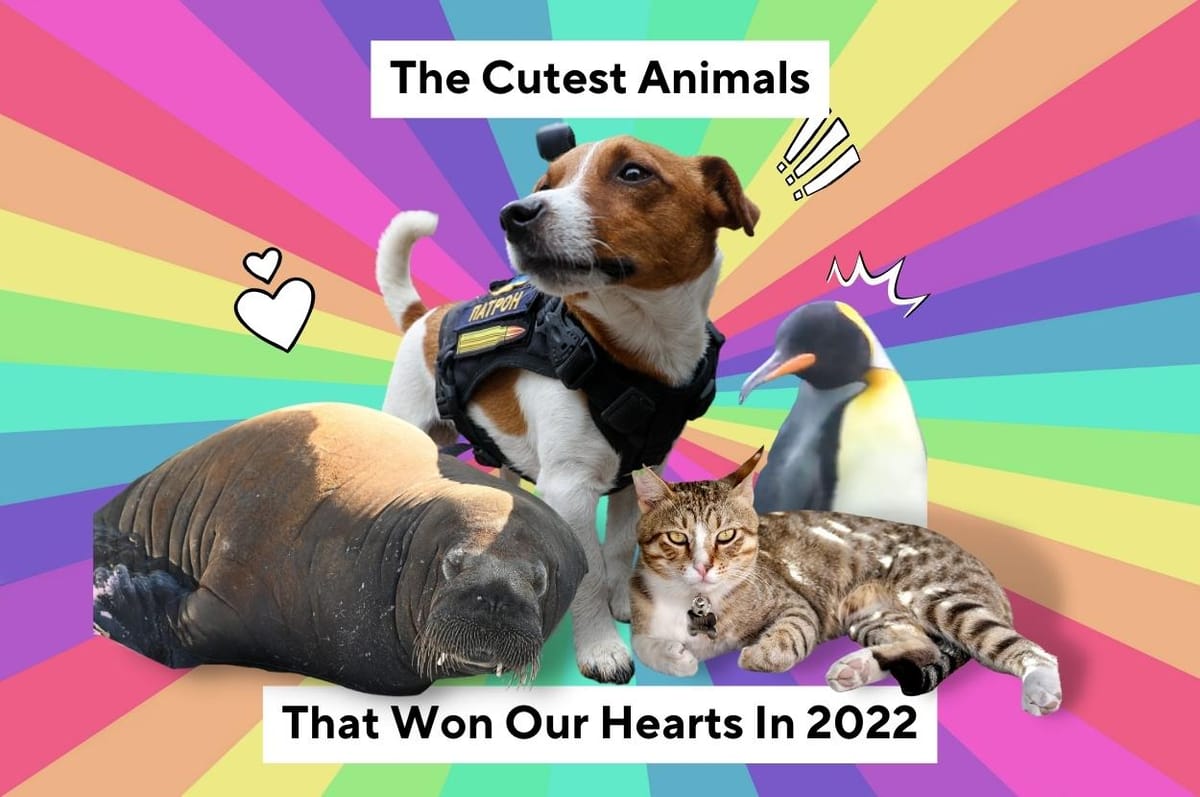 9 Of The Cutest Animals That Won Our Hearts In 2022