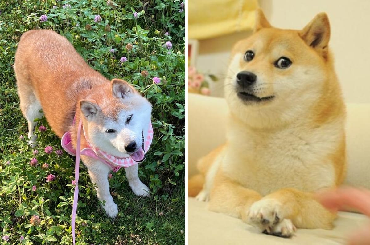 The “Doge” Meme Shiba Inu Is Miraculously Recovering After She Was Diagnosed With Cancer