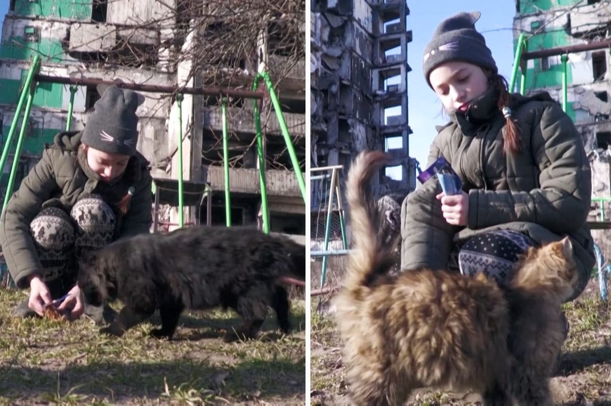After Her Cat Became Feral When Russia Invaded, This Ukrainian Girl Started Feeding Stray Cats In Rubble