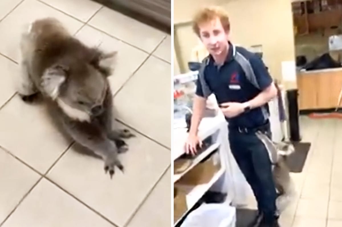 Meanwhile In Australia, A Koala Crashed A Gas Station And Thought The Employee’s Leg Was A Tree