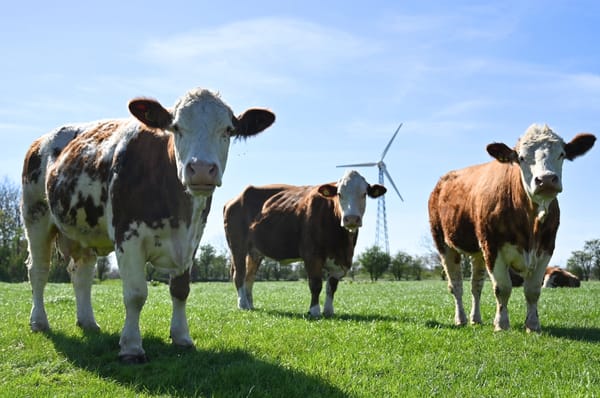 denmark tax cow fart burp methane climate