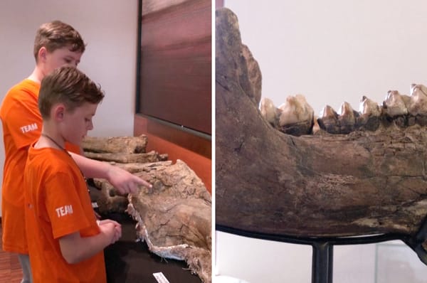 german boys discover prehistoric elephant bones erding