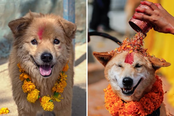 nepal dog festival kukur tihar