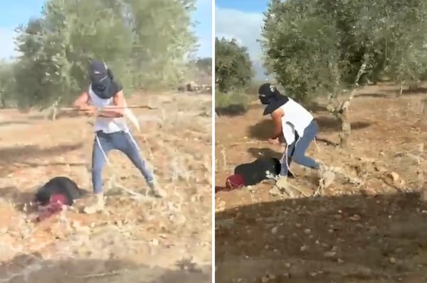 israeli settler beat palestinian woman olives west bank