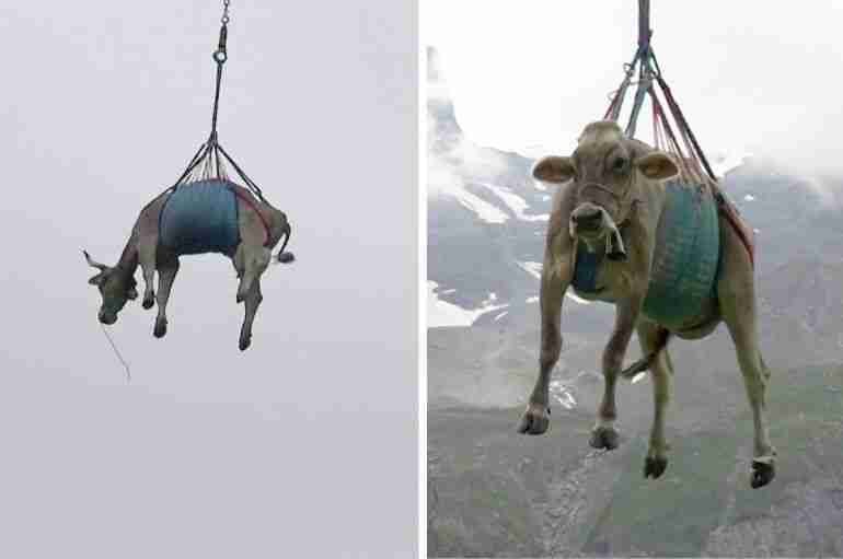 swiss cows airlifted alps