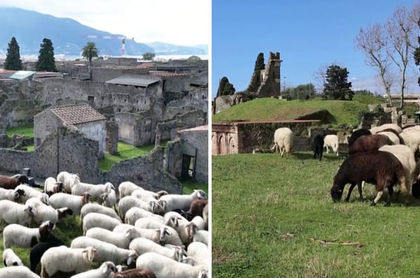 sheep preserve pompeii ruins