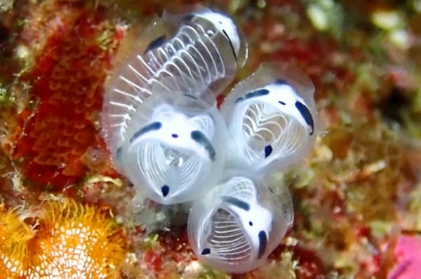 japan skeleton panda sea squirt