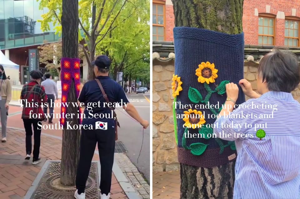 People In South Korea Crocheted Blankets For Trees To Prepare Them For