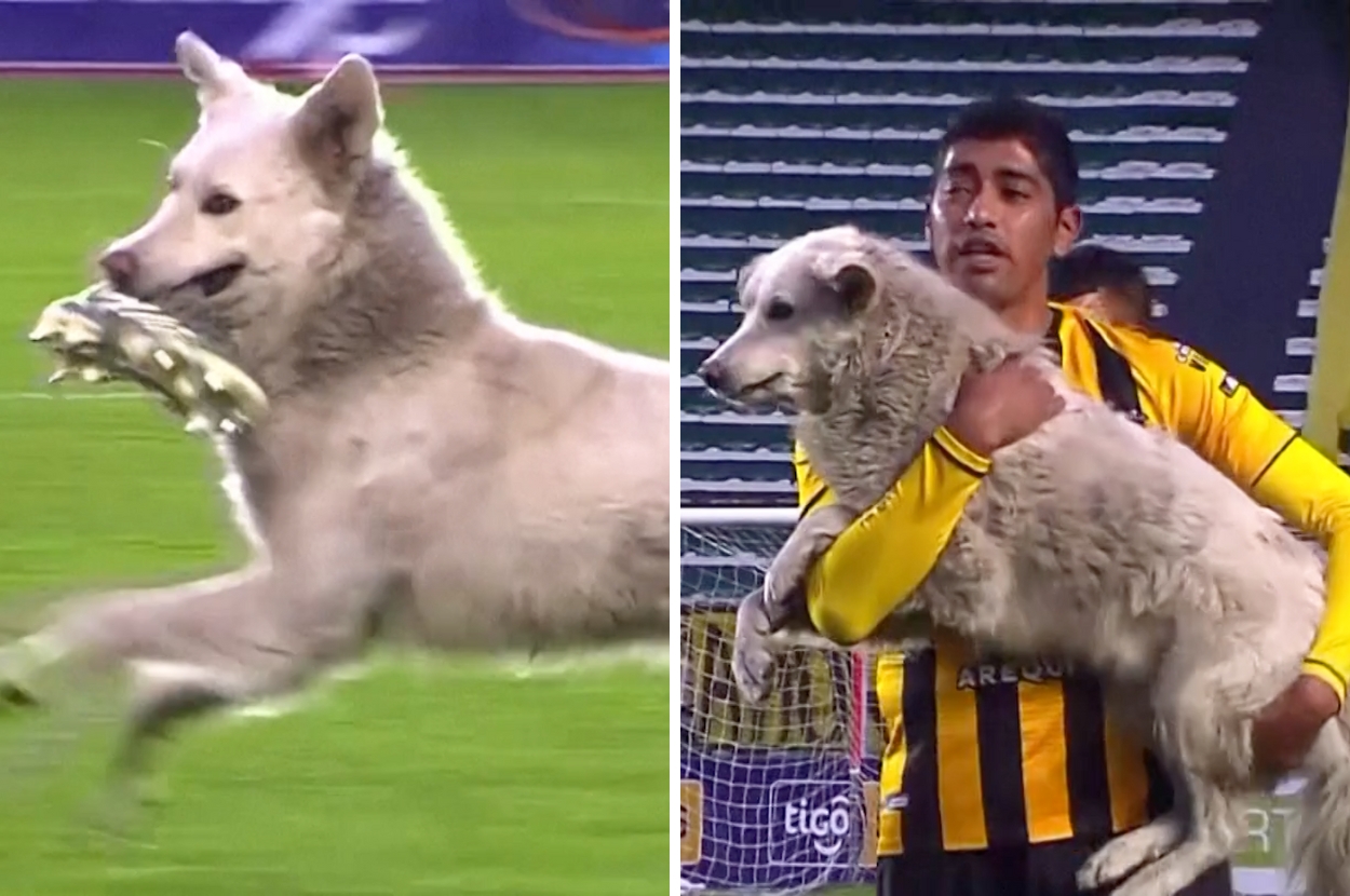 A Dog Interrupted A Soccer Match In Bolivia And Now The Player Who Carried Him Off Is Adopting Him