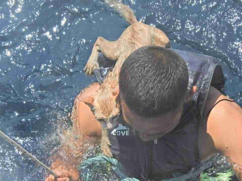 A sailor from the Thai navy rescues kittens that were left behind on burning ship. 