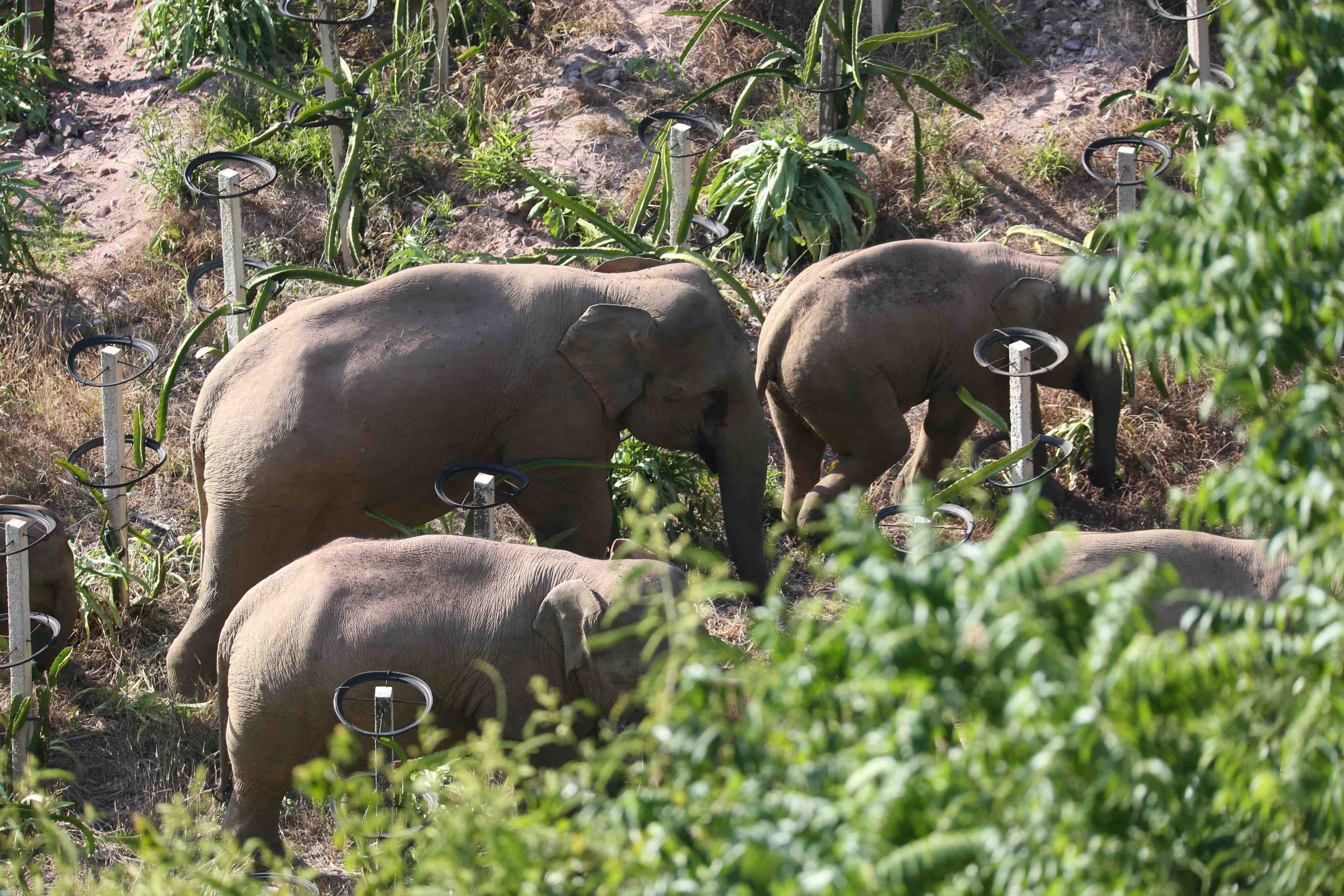 A Herd Of Wild Elephants That’s Been Wandering Across China Laid Down And Took A Nap After 500km