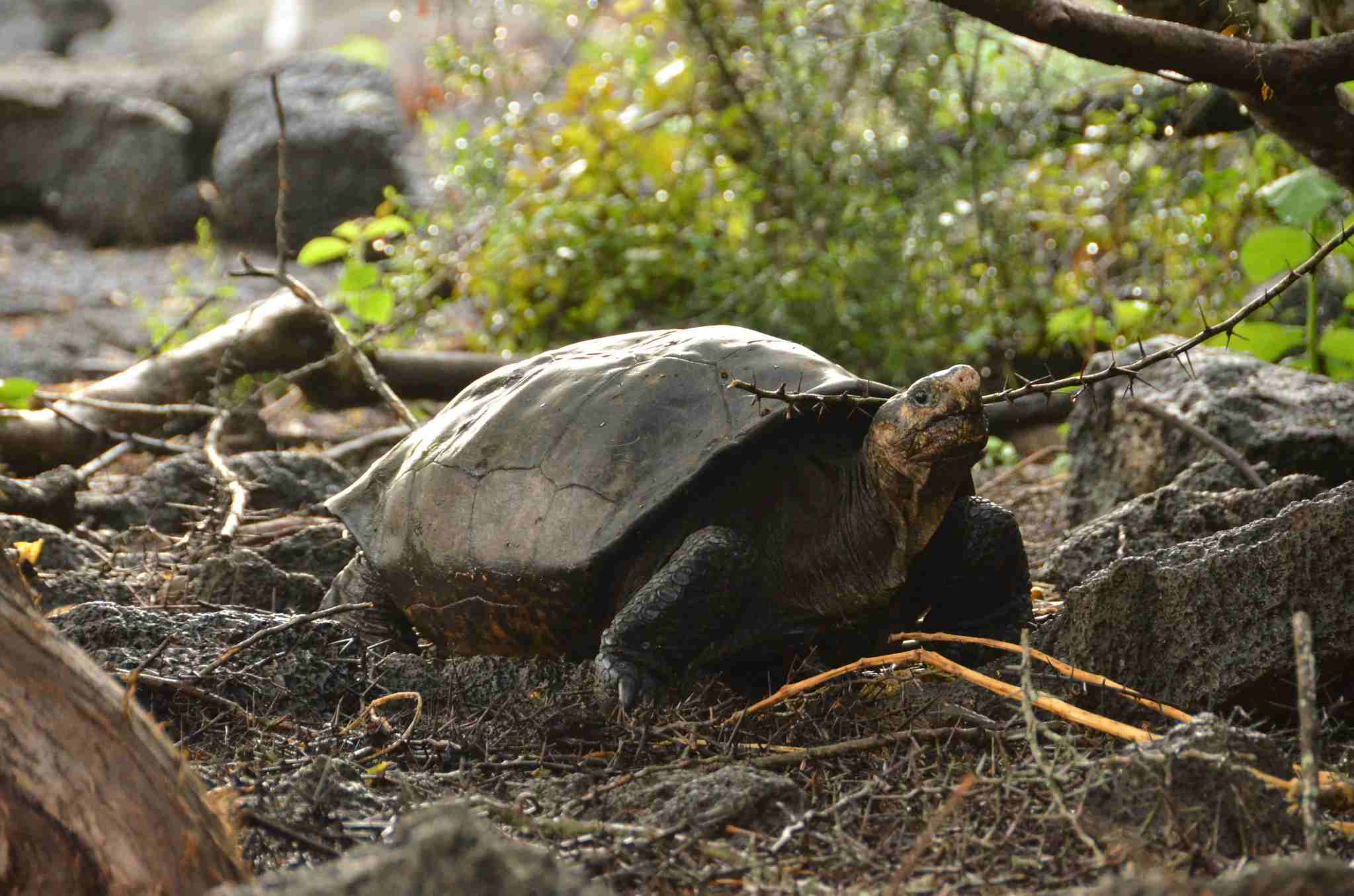 A Giant Tortoise Thought To Be Extinct Tortoise For Over A Century Has BeenDiscovered In The Galápagos Islands
