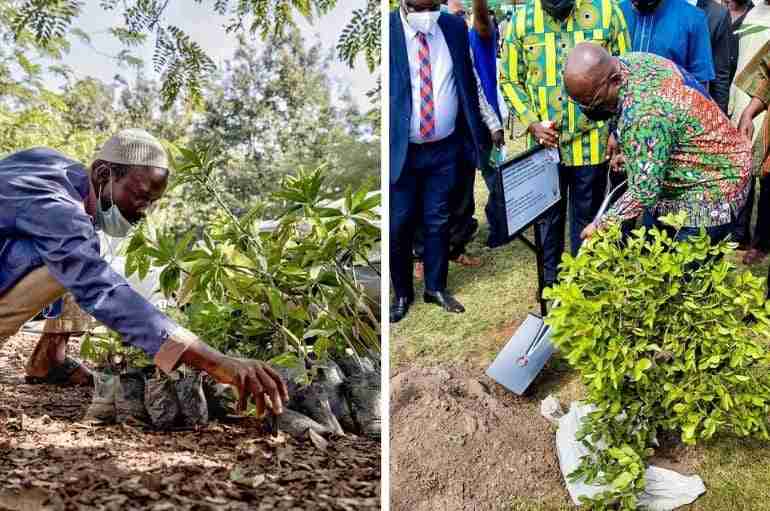 People In Ghana Planted Five Million Trees In A Day And Created A New Annual Day To Fight Deforestation