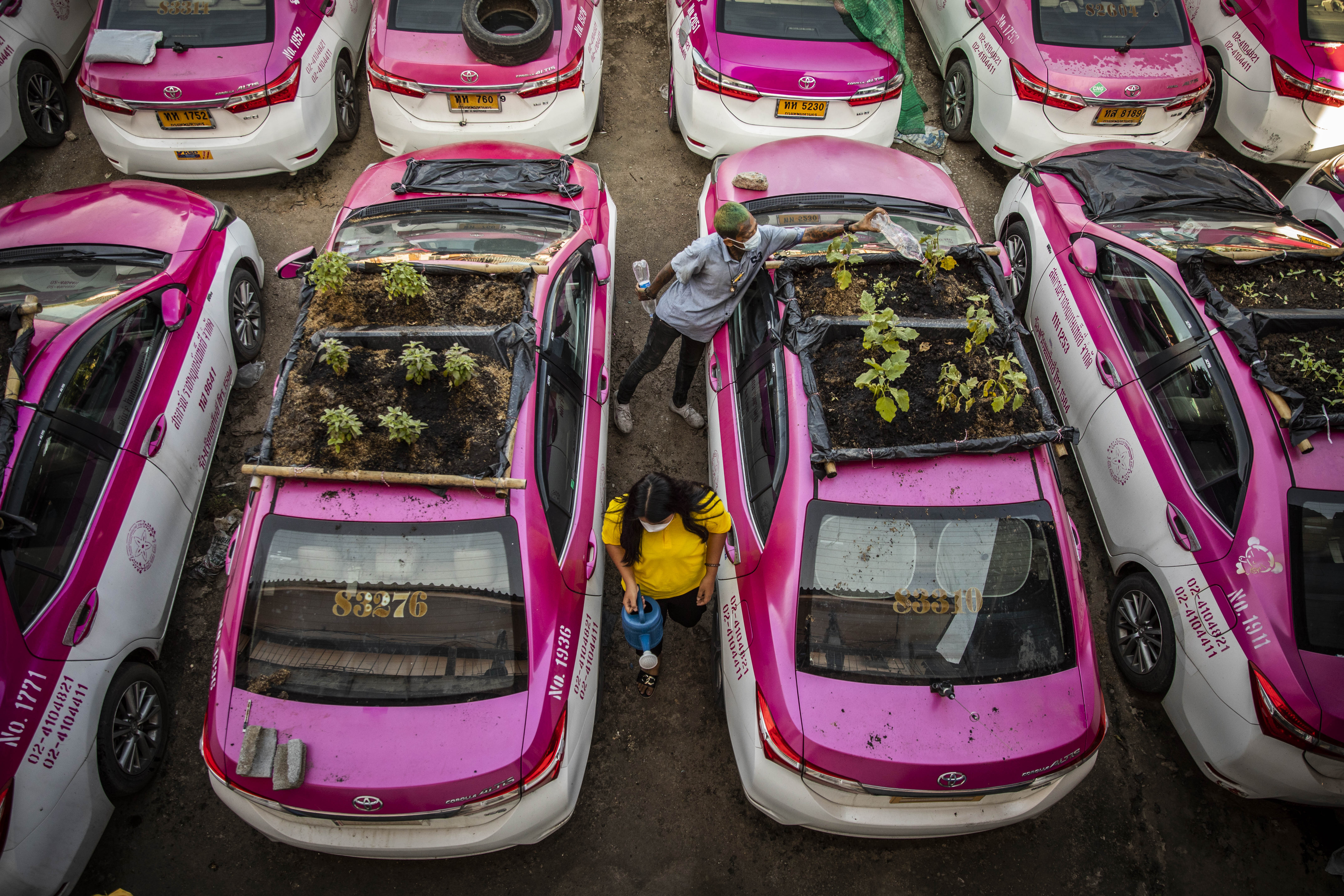 thai taxis vegetable garden covid