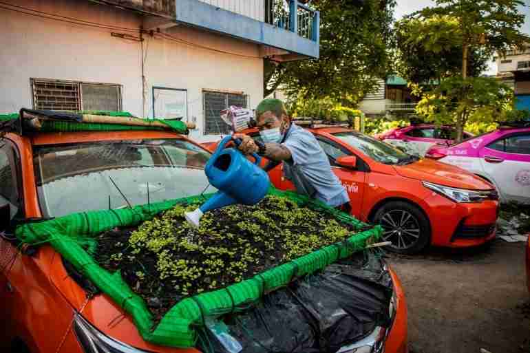 thai taxis vegetable garden covid