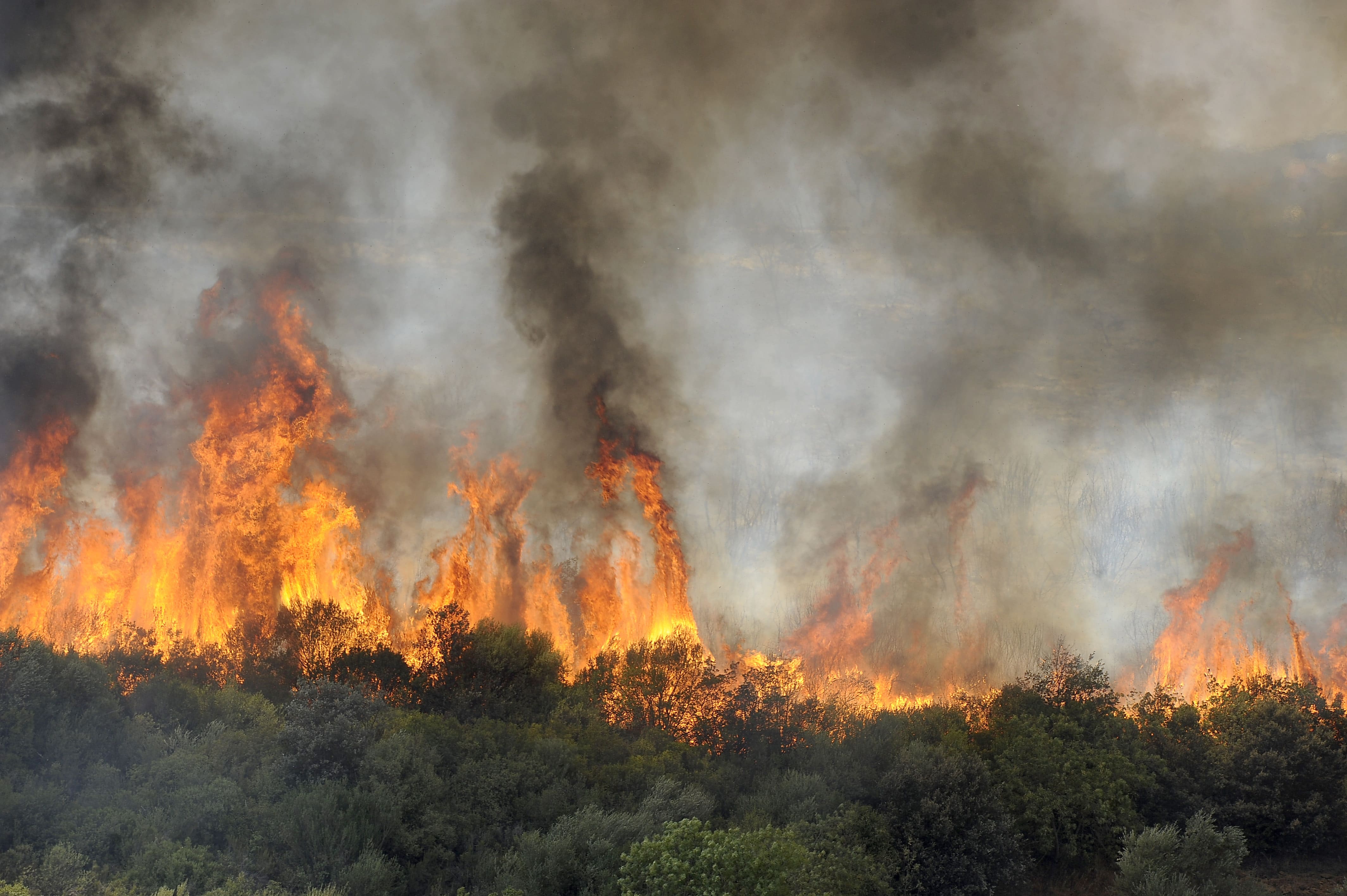 wildfires climate change algeria