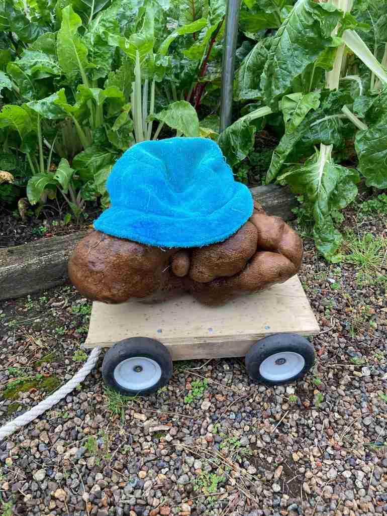 new zealand couple world biggest potato