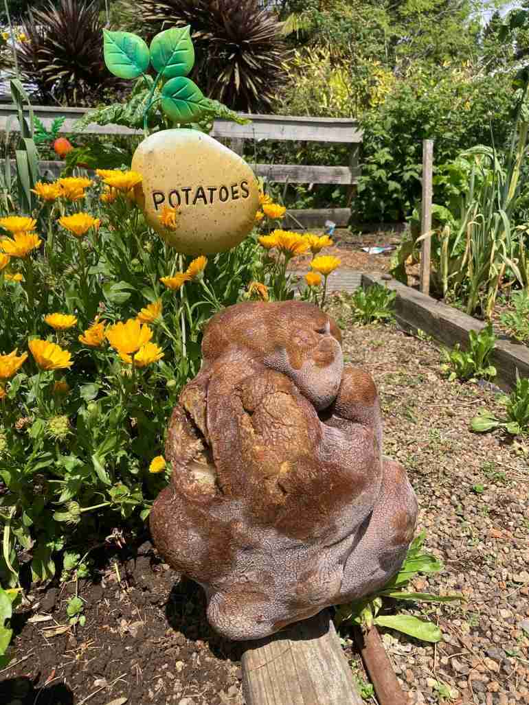 new zealand couple world biggest potato