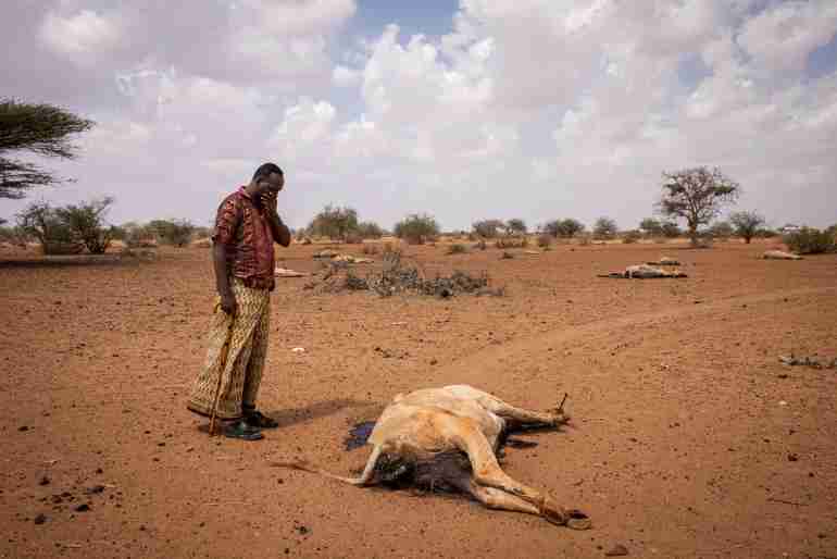 kenya drought wild animals died