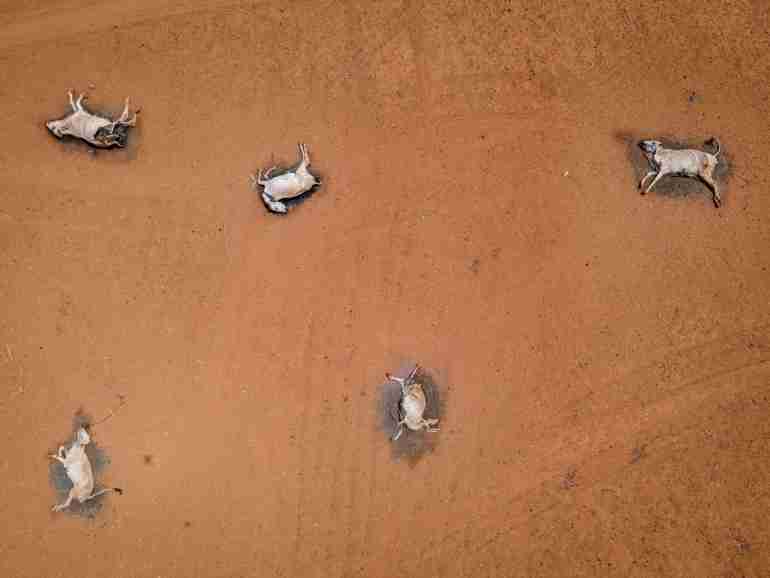 kenya drought wild animals died