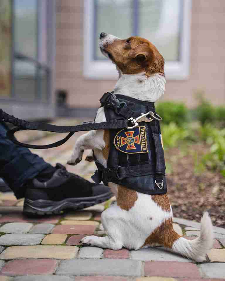 ukraine dog patron bomb medal award