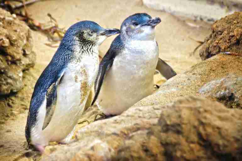 new zealand little blue penguins dead climate change korora