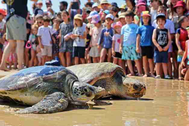 israel sea turtles rehabilitation release