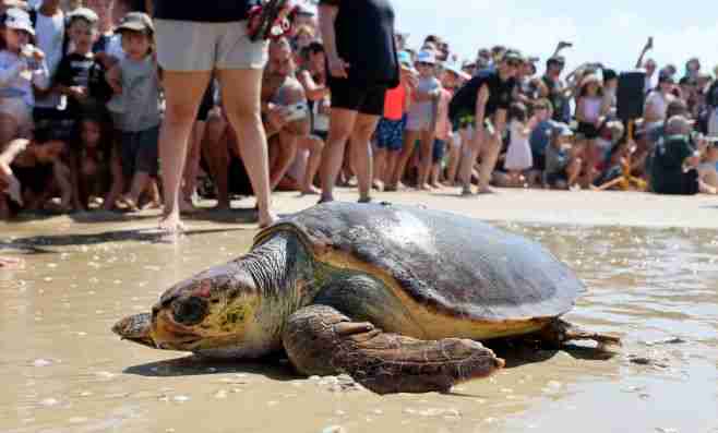 israel sea turtles rehabilitation release