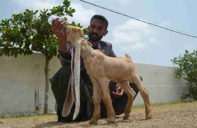 pakistan baby goat long ears simba