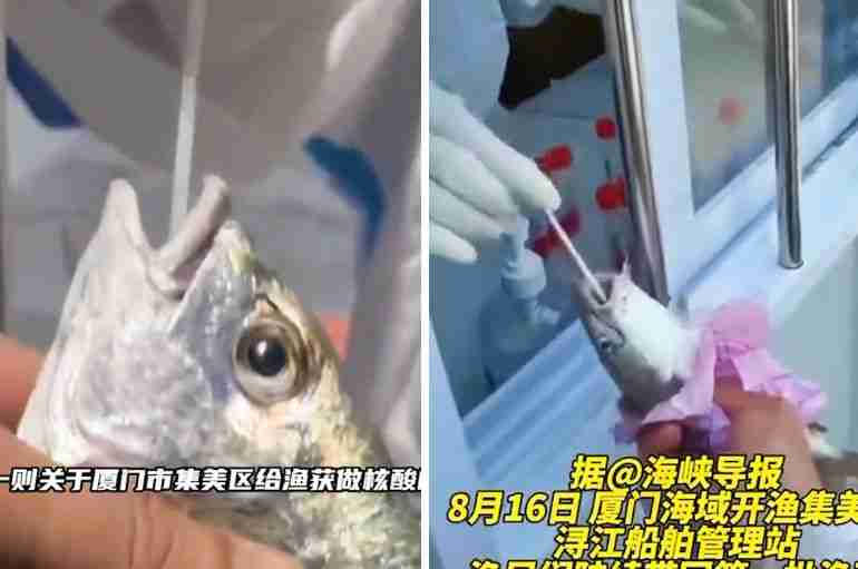 Officials In China Are Now Doing PCR Tests On Fish And Crabs As Part Of Its Zero COVID Policy