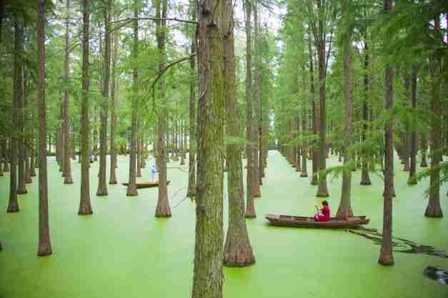 china floating forest luyang lake wetland park