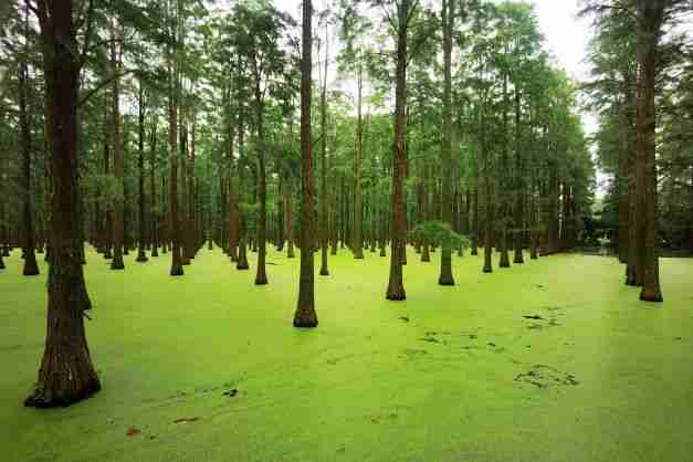 china floating forest luyang lake wetland park