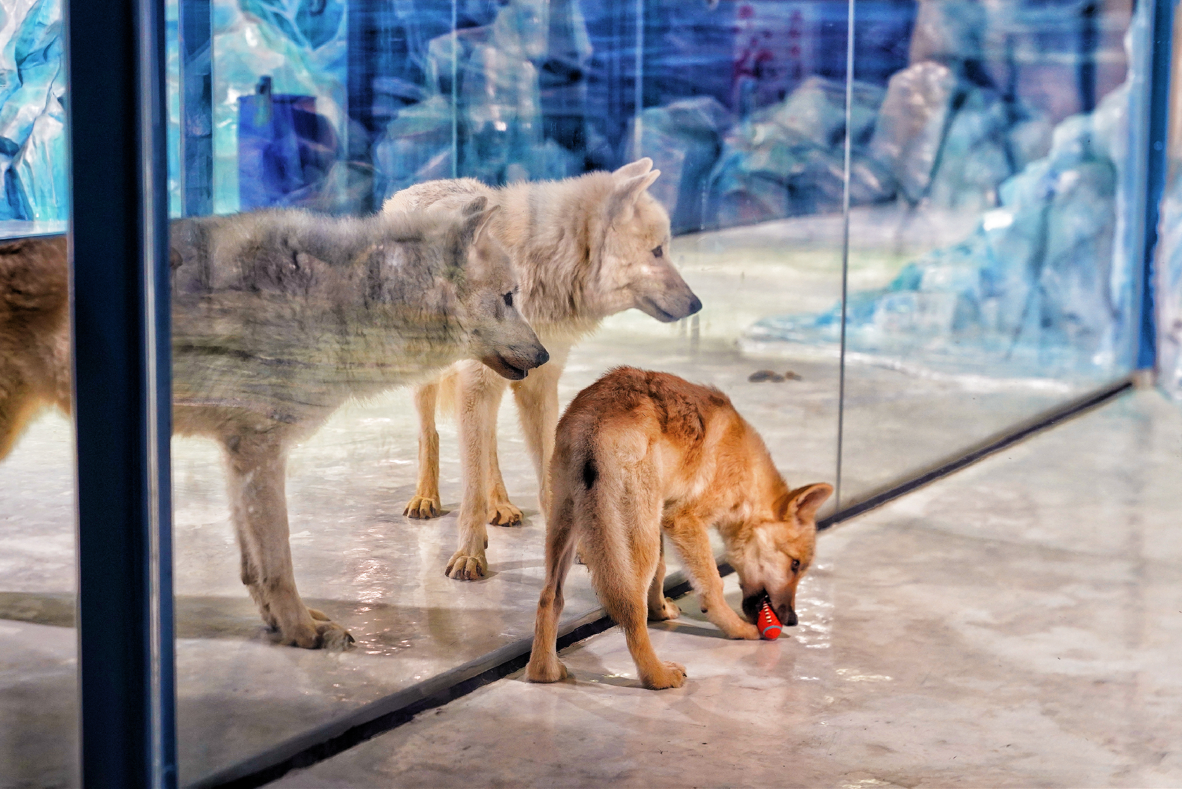 arctic wolf zoo park clone in china
