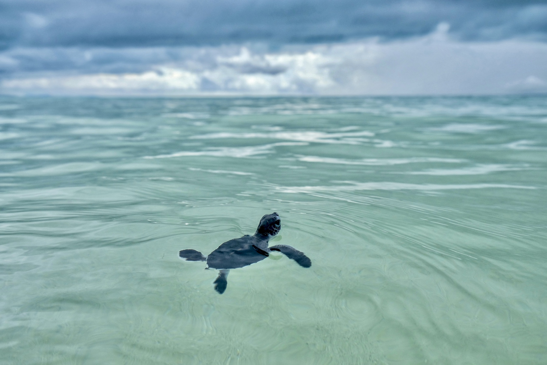 305 Baby Sea Turtles Have Been Released To Sea In Indonesia After Being Rescued From Poachers