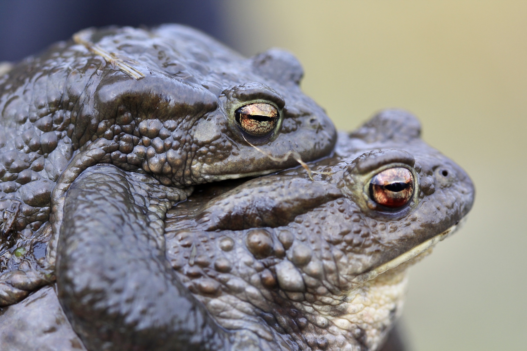 common toads switzerland pond