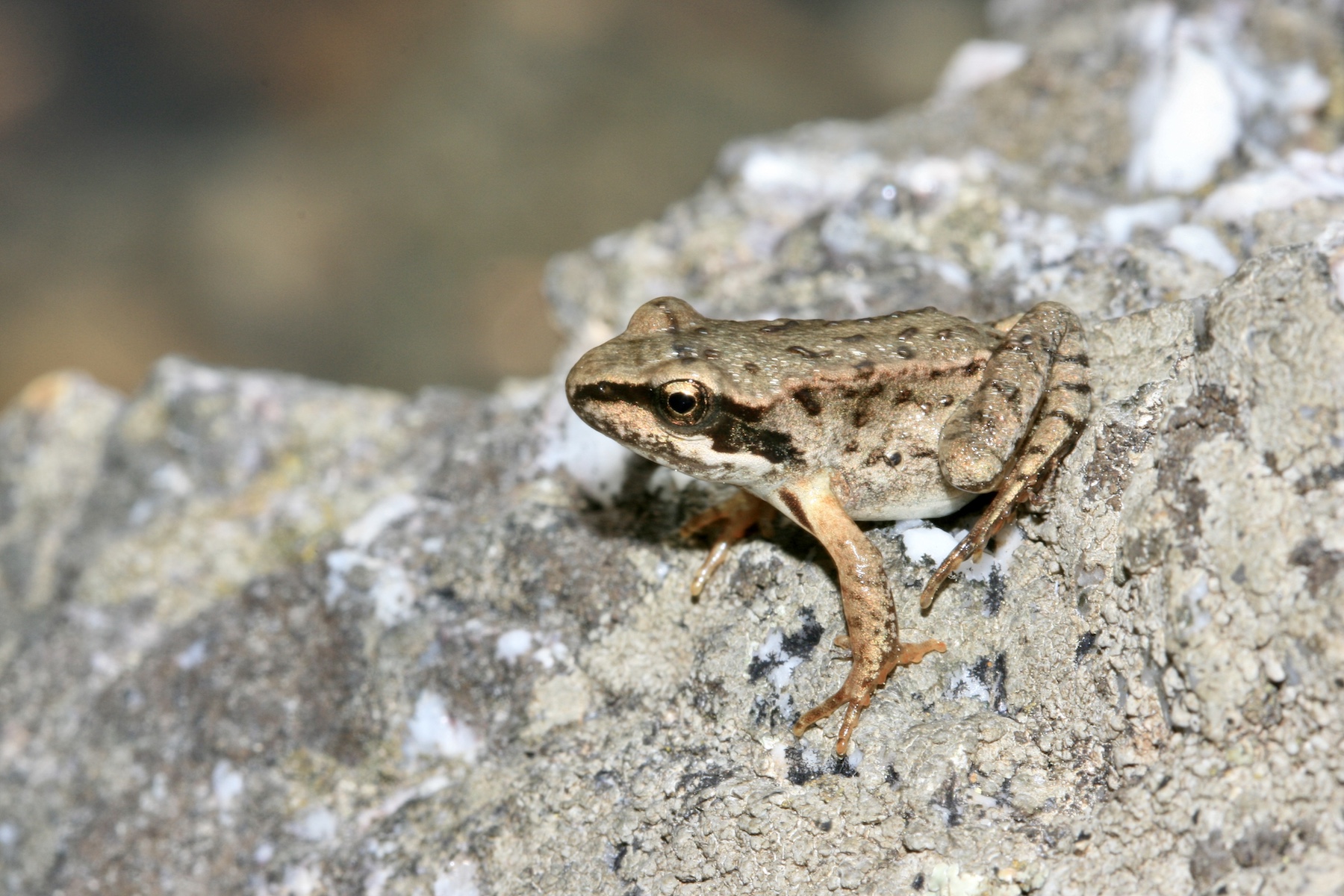 european grass frog switzerland pond