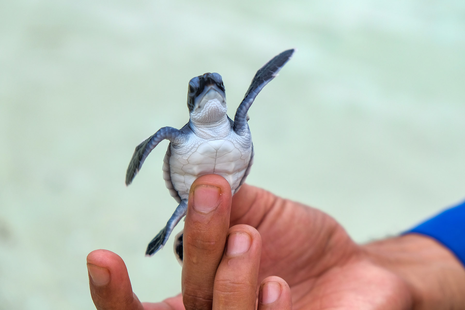 305 Baby Sea Turtles Have Been Released To Sea In Indonesia After Being Rescued From Poachers